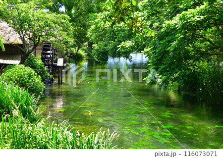 新緑　信州　安曇野　蓼川 116073071