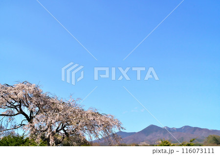 サクラの花　八ヶ岳 116073111