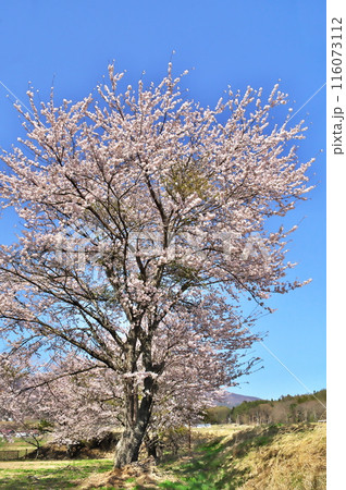 サクラの花　八ヶ岳 116073112