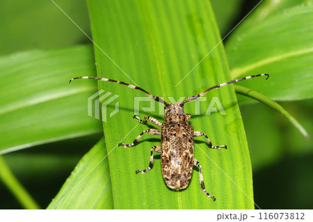 ナガゴマフカミキリ ナガゴマフカミキリ 116073812