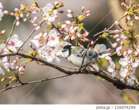 桜にとまるシジュウカラ 桜にとまるシジュウカラ 116074294