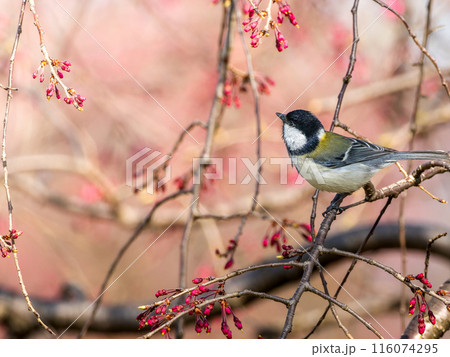 桜にとまるシジュウカラ 116074295