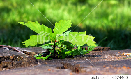 Young green oak sprout growing from the old stump Young green oak sprout growing from the old stump 116074400