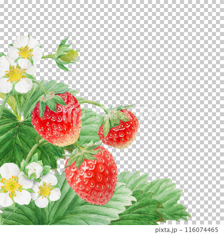 Red strawberry with white flowers, green leaves corner, border. Hand drawn watercolor ornament. Delicious food art, fresh botanical realistic painting. Summer berry banner for menu, packaging, prints 116074465