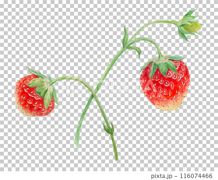 Red strawberry hand drawn watercolor illustration. Delicious food art, fresh botanical realistic painting. Summer sweet berry clipart for restaurant, cafe menu, packaging of farm goods, vegan products Red strawberry hand drawn watercolor illustration. Delicious food art, fresh botanical realistic painting. Summer sweet berry clipart for restaurant, cafe menu, packaging of farm goods, vegan products 116074466