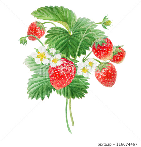 Red strawberry with white flowers bush handdrawn watercolor illustration. Food art, fresh botanical realistic painting. Summer sweet berry clipart for restaurant, cafe menu, farm goods, vegan products Red strawberry with white flowers bush handdrawn watercolor illustration. Food art, fresh botanical realistic painting. Summer sweet berry clipart for restaurant, cafe menu, farm goods, vegan products 116074467