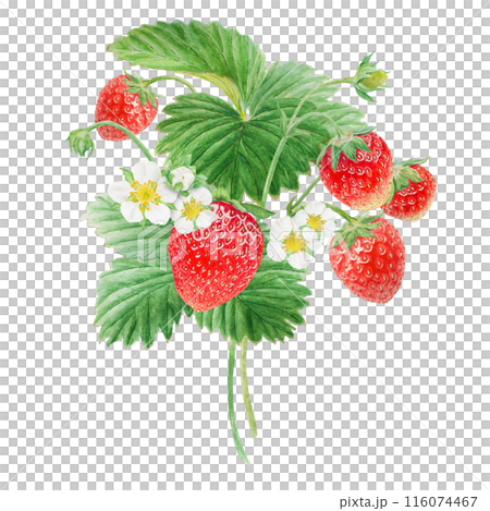 Red strawberry with white flowers bush handdrawn watercolor illustration. Food art, fresh botanical realistic painting. Summer sweet berry clipart for restaurant, cafe menu, farm goods, vegan products Red strawberry with white flowers bush handdrawn watercolor illustration. Food art, fresh botanical realistic painting. Summer sweet berry clipart for restaurant, cafe menu, farm goods, vegan products 116074467