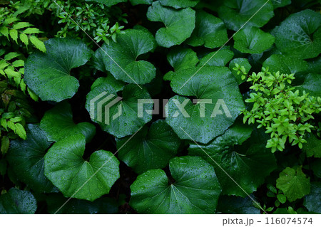 ツワブキ 116074574