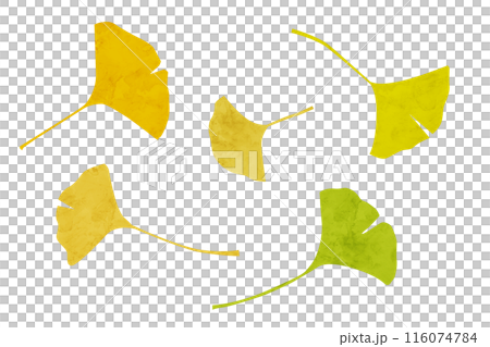 Ginkgo leaf watercolor illustration Ginkgo leaf watercolor illustration 116074784