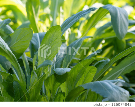 京都の冬の菜園のミブナ 116074842