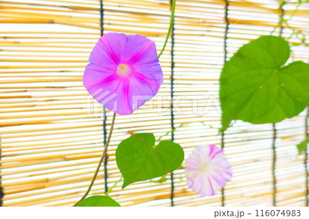 アサガオ　朝顔　あさがお 116074983
