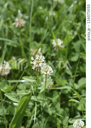 White clover White clover 116075050
