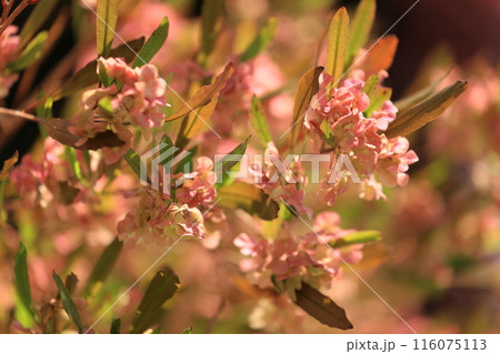 初夏の訪れを告げる、ドドナエアの鞘 116075113