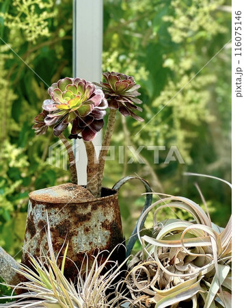 庭に置かれた多肉植物 116075146