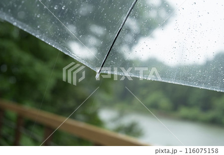 雨の日のビニール傘。雨、梅雨、雨の日など 116075158