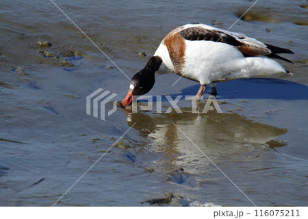 荒尾市 海岸 ツクシガモ、 荒尾市 海岸 ツクシガモ、 116075211