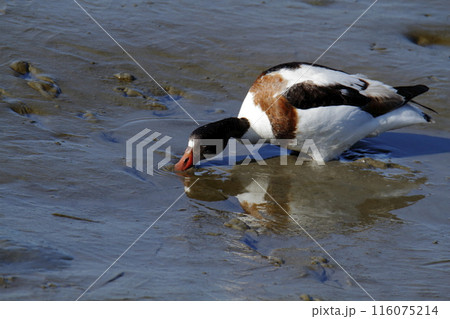 荒尾市　海岸　ツクシガモ、 116075214