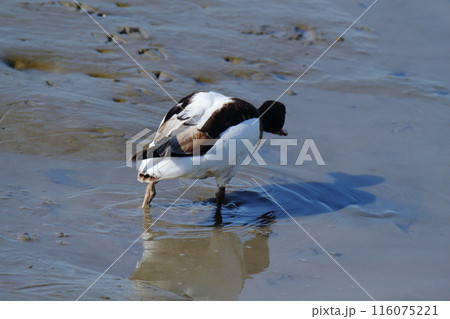 荒尾市　海岸　ツクシガモ、 116075221