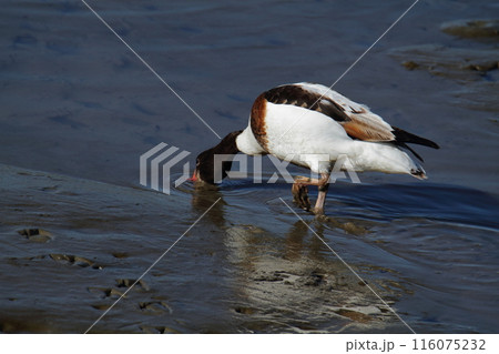 荒尾市　海岸　ツクシガモ、 116075232