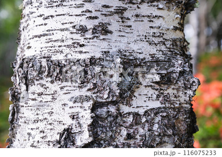 白樺の幹 116075233
