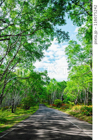美ケ原高原 レンゲツツジが咲く白樺平 美ケ原高原 レンゲツツジが咲く白樺平 116075242