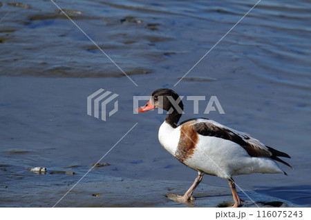 荒尾市　海岸　ツクシガモ、 116075243