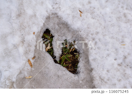 雪解け 116075245