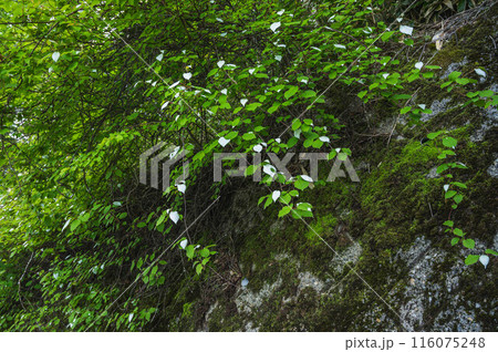 自生する山のマタタビ 116075248