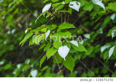 自生する山のマタタビ 自生する山のマタタビ 116075250