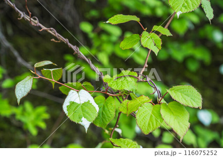 またたびの葉 116075252