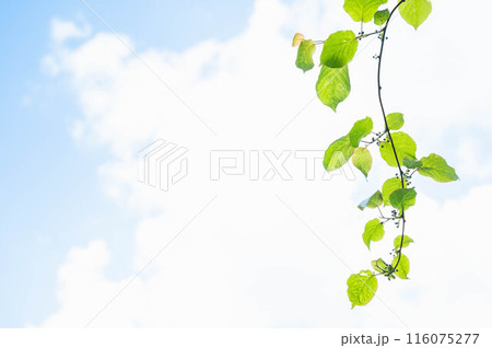 垂れ下がるマタタビの葉 116075277