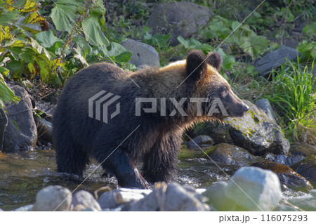魚を探すヒグマ 116075293