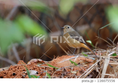 野鳥 鳥 バーディー 116075556