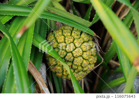 Pandan tree plants and fruit 116075643