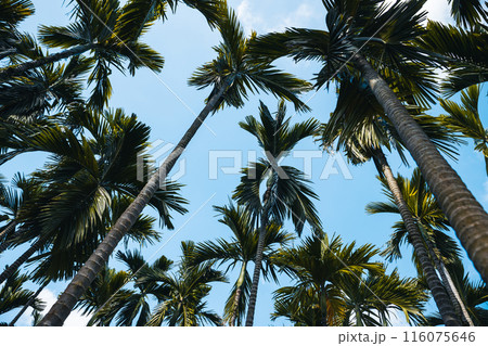 Areca nut trees under blue sky 116075646