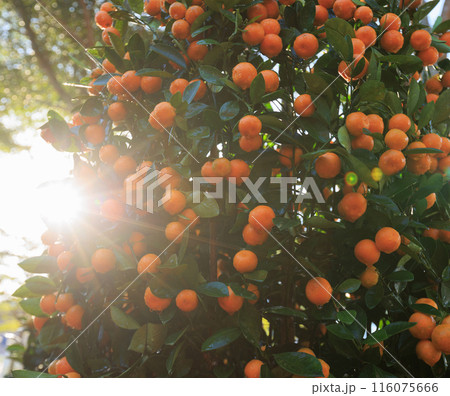 Mandarin oranges grow on tree for a happy chinese new year's decoration 116075666