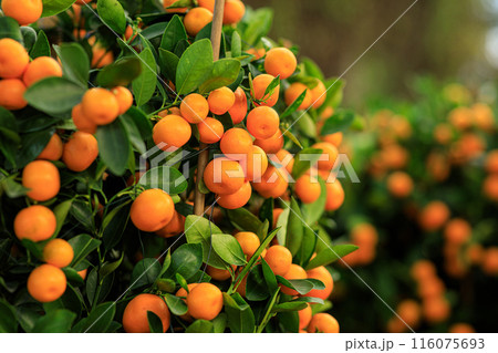 Mandarin oranges grow on tree for a happy chinese new year's decoration 116075693