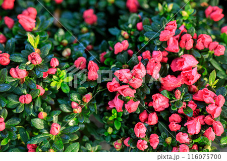 Azalea flowers blooming in garden 116075700
