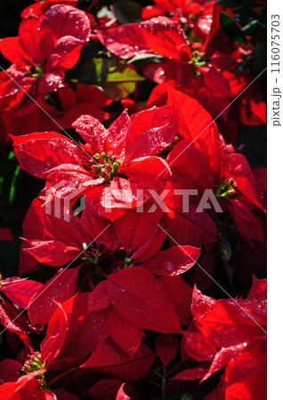 Red poinsettia Christmas flowers in garden Red poinsettia Christmas flowers in garden 116075703