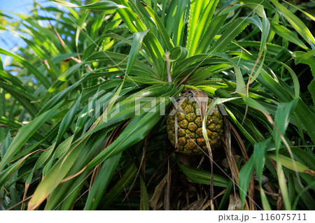 Pandan tree plants and fruit 116075711