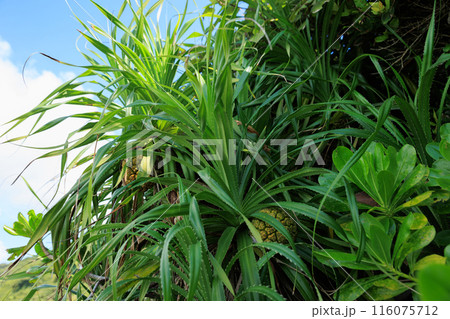 Dragon tree plants and fruit 116075712