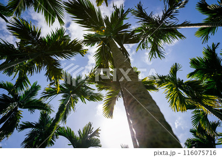 Areca nut trees in tropical forest 116075716