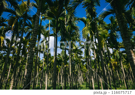 Areca nut trees in tropical forest 116075717