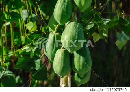 Papaya fruits growing on tree 116075743