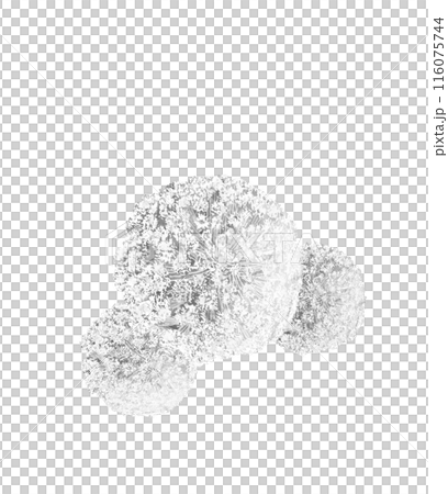單色水彩胡蘿蔔花的插圖[手繪]透明背景複製空間 116075744