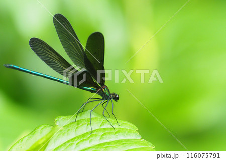 ハグロトンボ（オス） 116075791