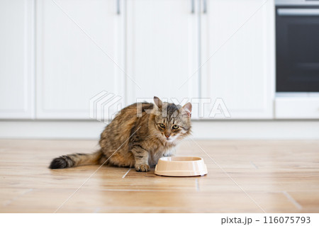 Domestic cat eating from bowl in modern kitchen 116075793