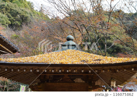 龍蔵寺 秋　 116075862