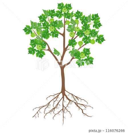Fig tree with flowers and roots on a white background. 116076266