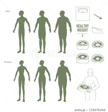 男女の体型のシルエットとおなかの断面図セット 男女の体型のシルエットとおなかの断面図セット 116076268